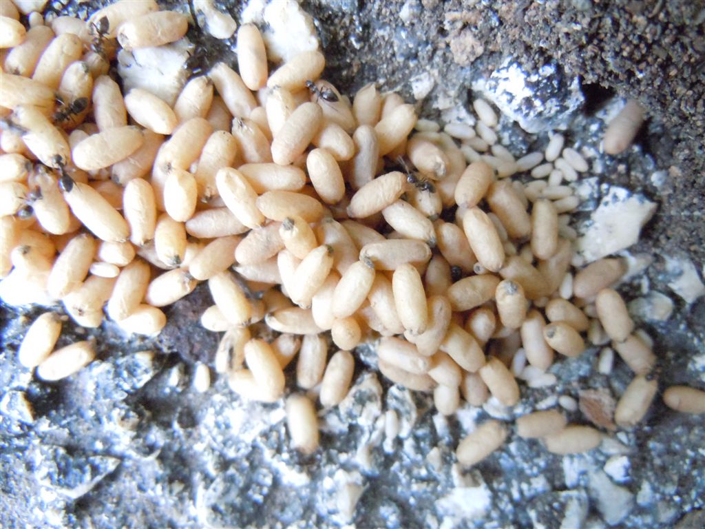 Nidi di Lasius sp con bozzoli di sessuati e operaie